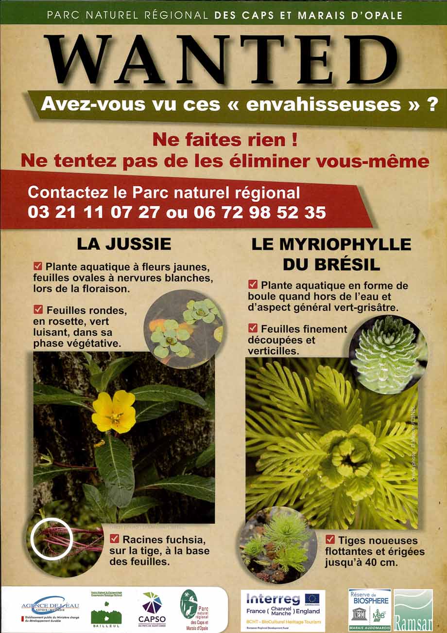 Plantes invasives